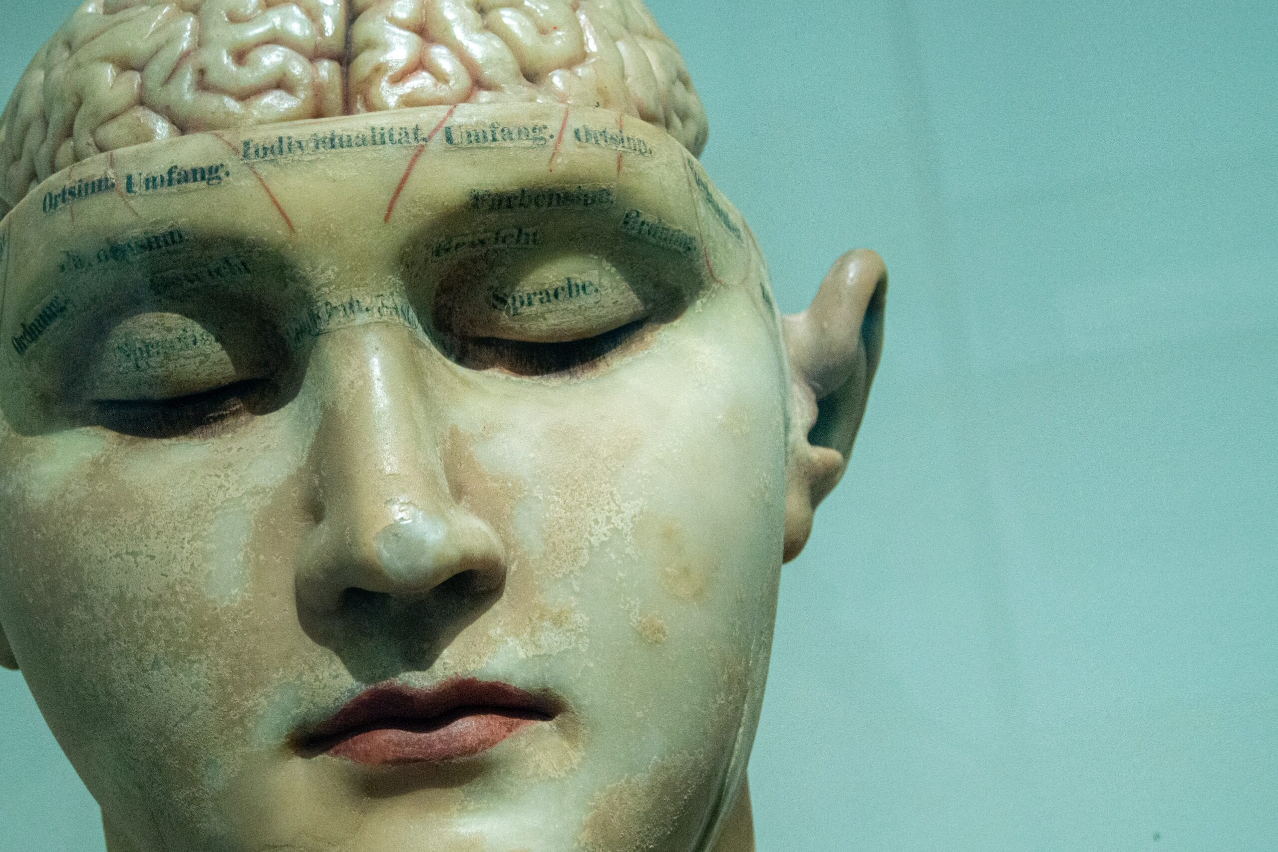 antique model of the human head with brain exposed