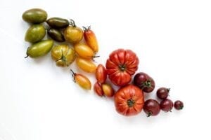 tomatoes of many colours with a white background